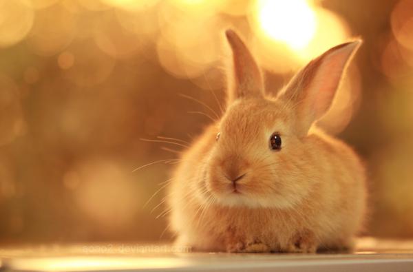 Cute Animals Photography by Essa Al Mazroee