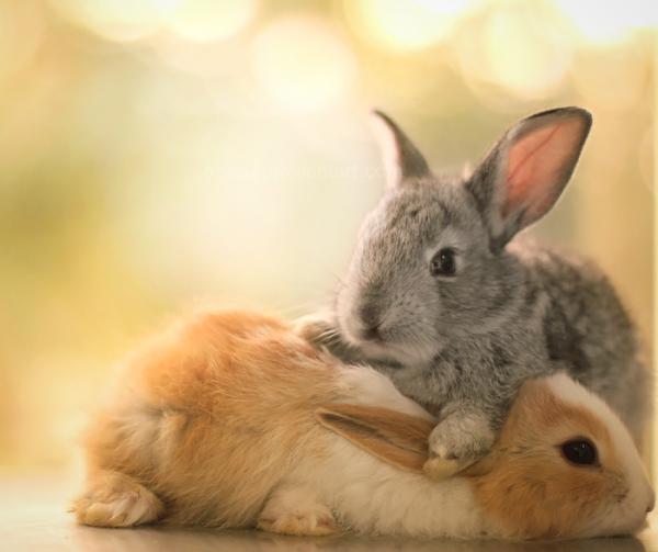 Cute Animals Photography by Essa Al Mazroee