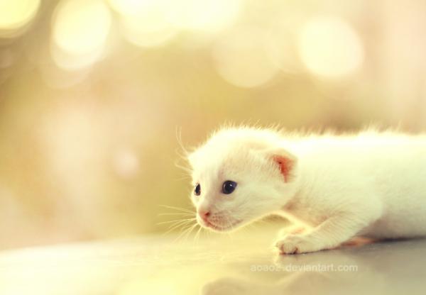 Cute Animals Photography by Essa Al Mazroee