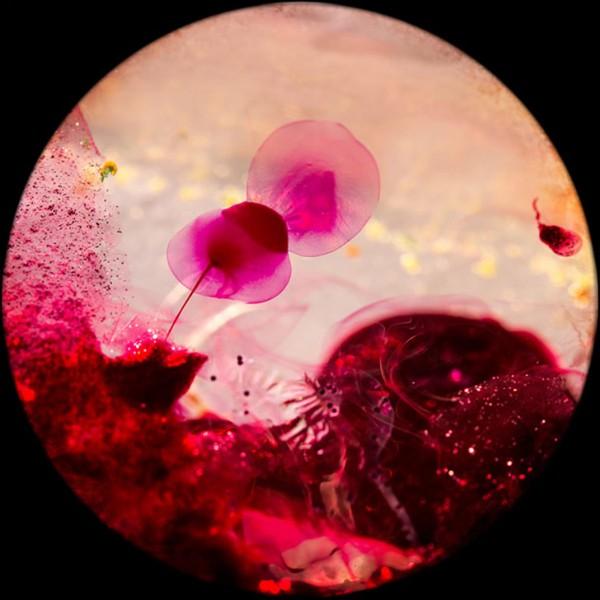 Digital Photography By Joana Garrido