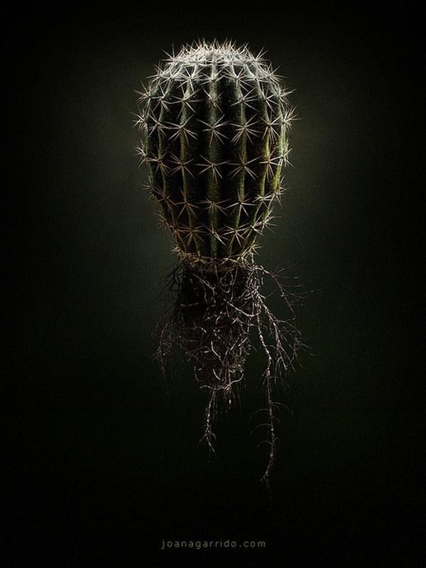 Digital Photography By Joana Garrido