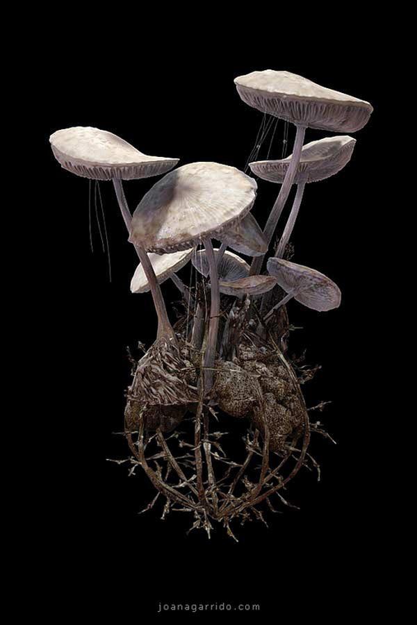 Digital Photography By Joana Garrido