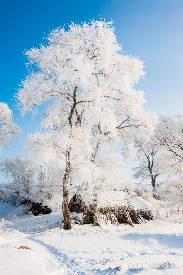 Snow Trees by Xu Jing