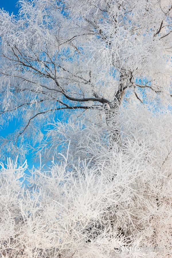 Snow Trees by Xu Jing