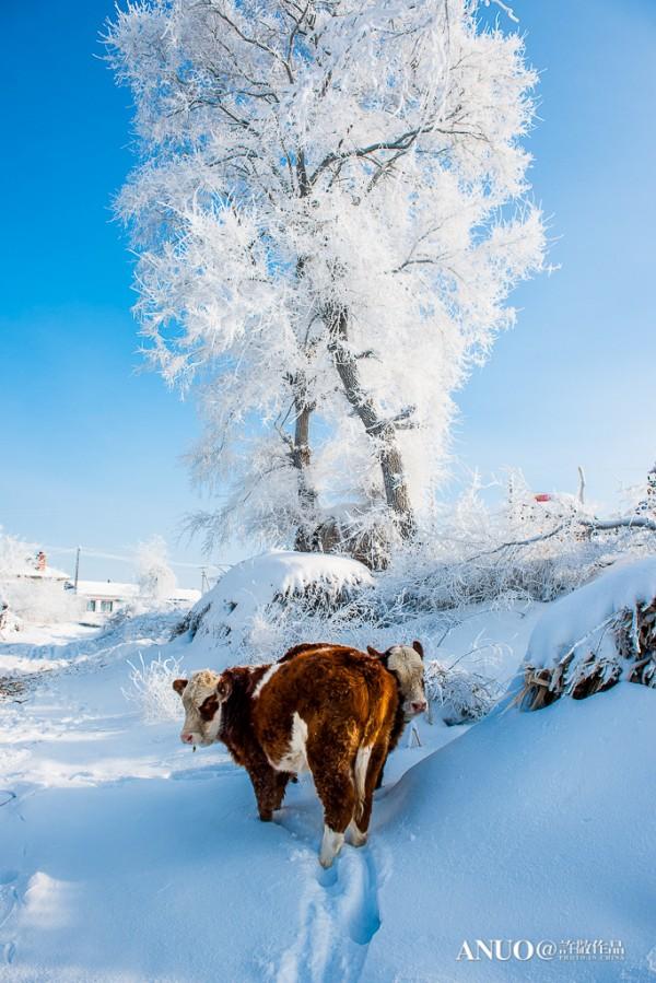 Snow Trees by Xu Jing
