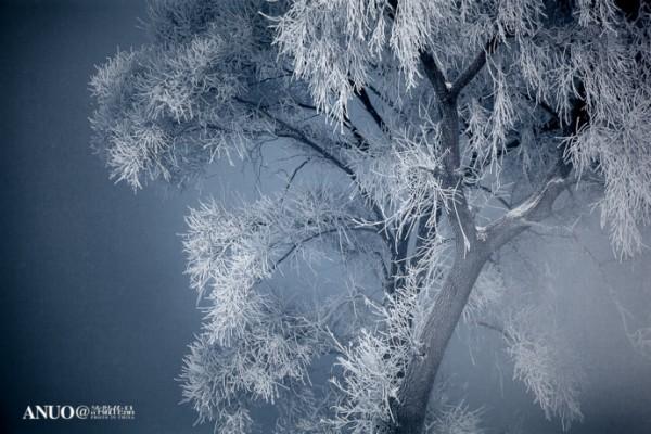 Snow Trees by Xu Jing