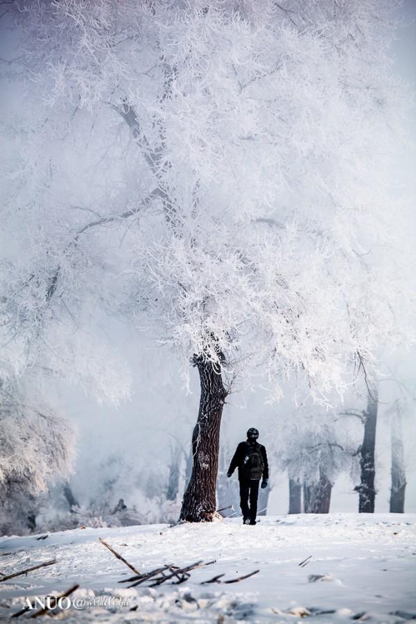 Snow Trees by Xu Jing