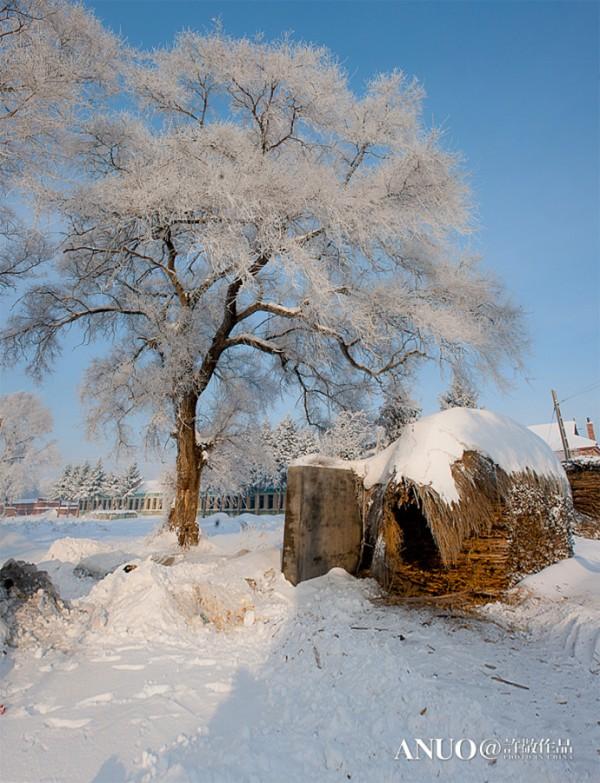 Snow Trees by Xu Jing