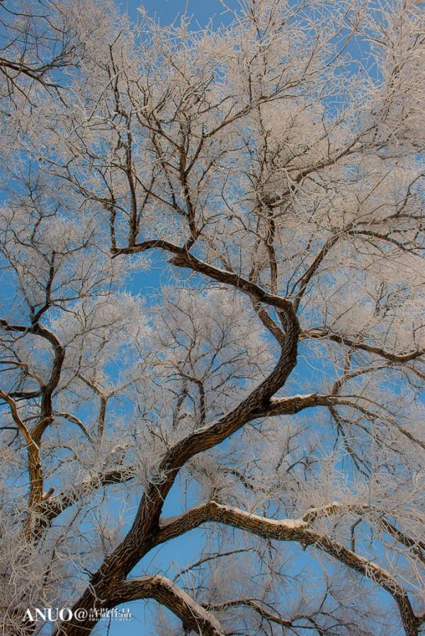 Snow Trees by Xu Jing