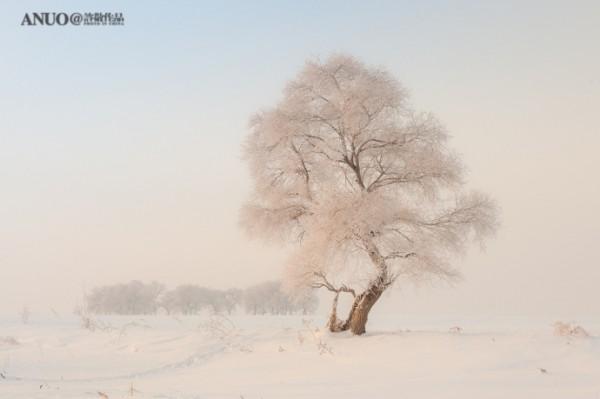 Snow Trees by Xu Jing