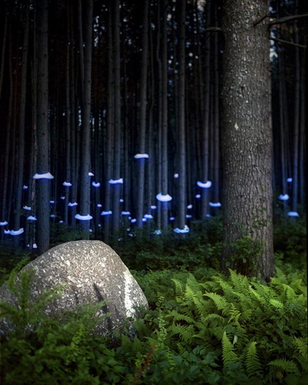 Illuminated Landscapes by Barry Underwood