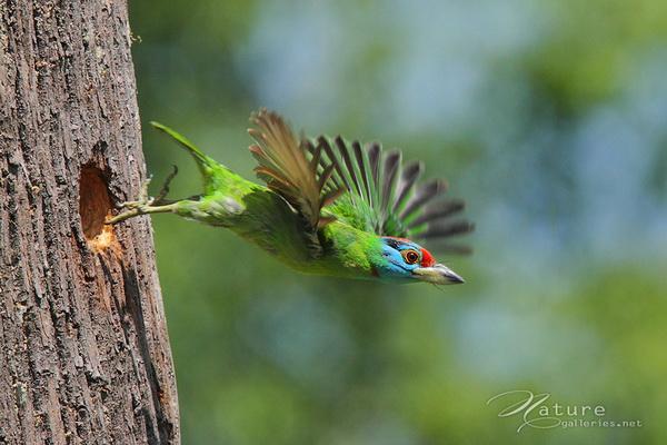 Beautiful Birds by Sompob Sasismit