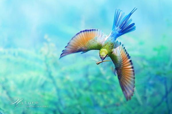 Beautiful Birds by Sompob Sasismit