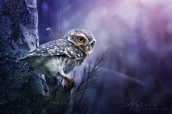 Beautiful Birds by Sompob Sasismit