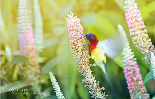 Beautiful Birds by Sompob Sasismit