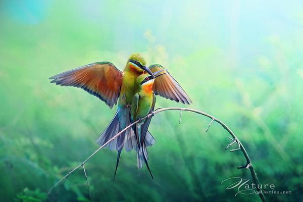 Beautiful Birds by Sompob Sasismit