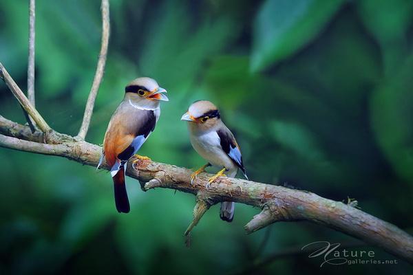 Beautiful Birds by Sompob Sasismit