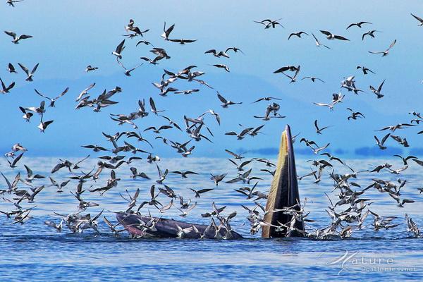 Beautiful Birds by Sompob Sasismit