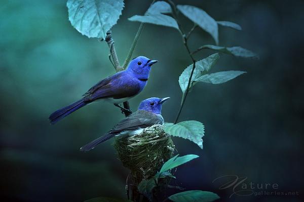 Beautiful Birds by Sompob Sasismit