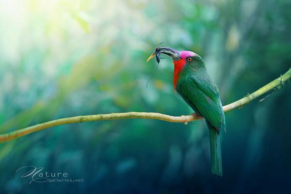 Beautiful Birds by Sompob Sasismit
