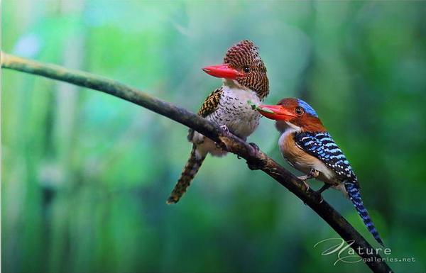 Beautiful Birds by Sompob Sasismit