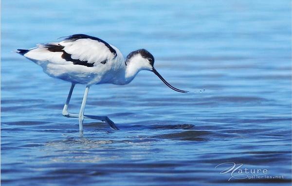 Beautiful Birds by Sompob Sasismit