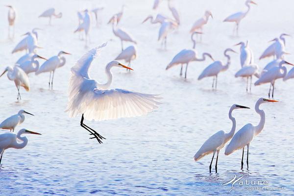 Beautiful Birds by Sompob Sasismit