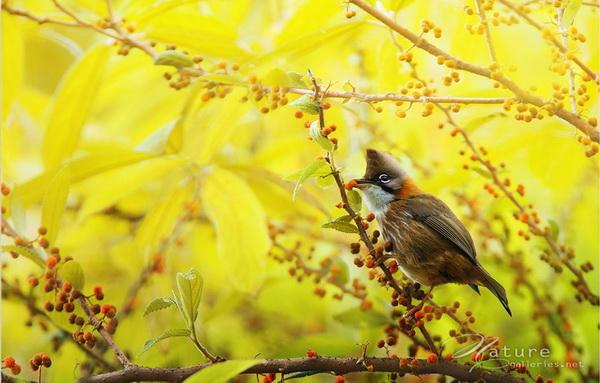 Beautiful Birds by Sompob Sasismit