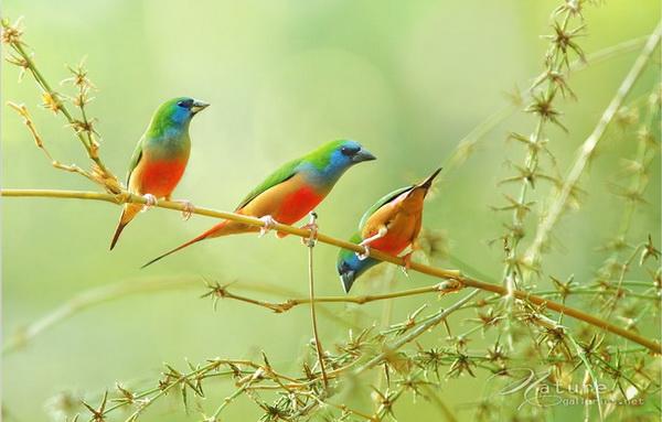 Beautiful Birds by Sompob Sasismit