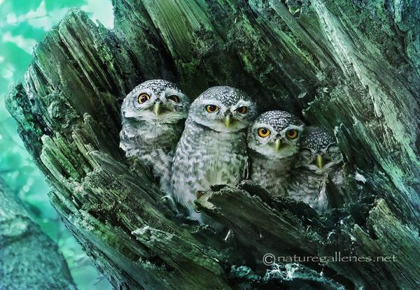 Beautiful Birds by Sompob Sasismit