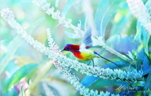Beautiful Birds by Sompob Sasismit