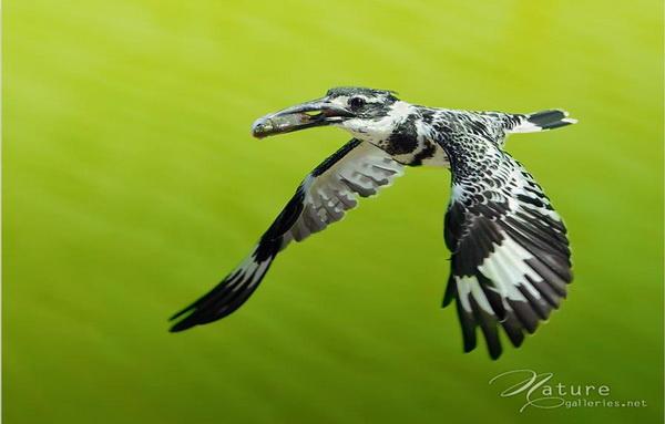 Beautiful Birds by Sompob Sasismit