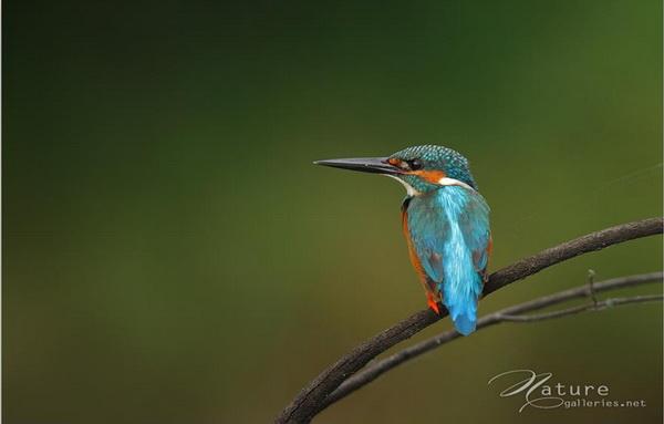 Beautiful Birds by Sompob Sasismit
