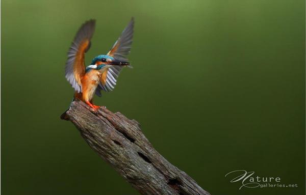 Beautiful Birds by Sompob Sasismit
