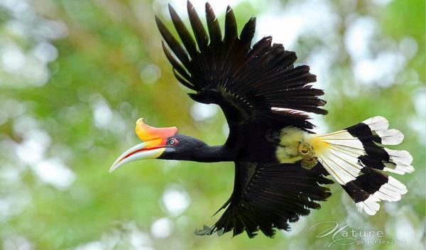 Beautiful Birds by Sompob Sasismit