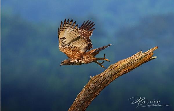Beautiful Birds by Sompob Sasismit