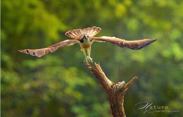 Beautiful Birds by Sompob Sasismit