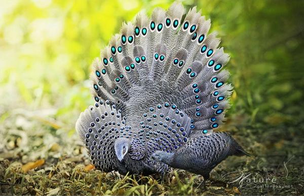 Beautiful Birds by Sompob Sasismit