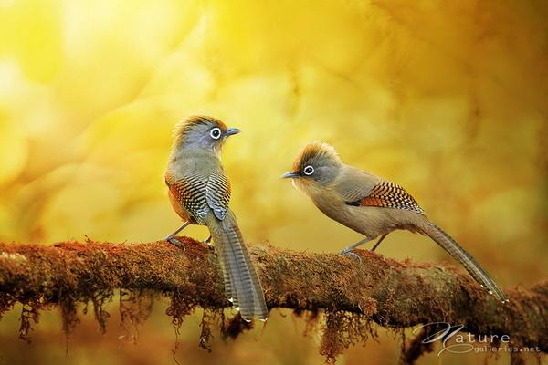 Beautiful Birds by Sompob Sasismit