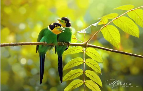 Beautiful Birds by Sompob Sasismit