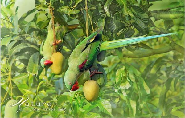 Beautiful Birds by Sompob Sasismit