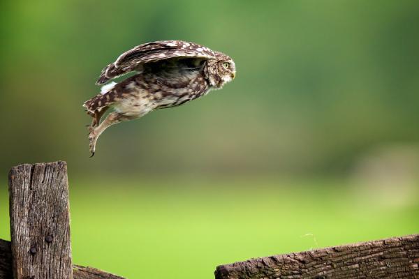 Animal Photography by Mark Bridger