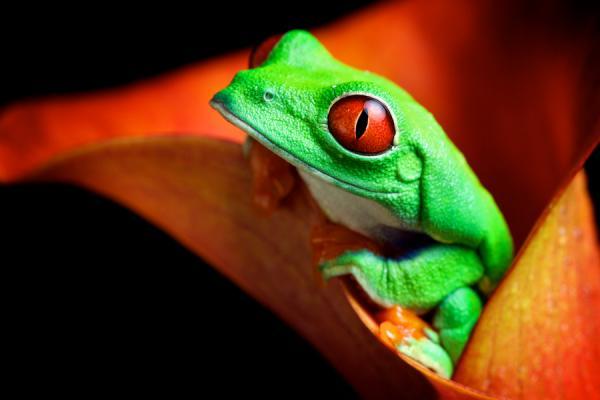 Animal Photography by Mark Bridger