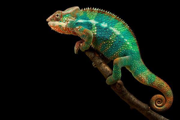 Animal Photography by Mark Bridger