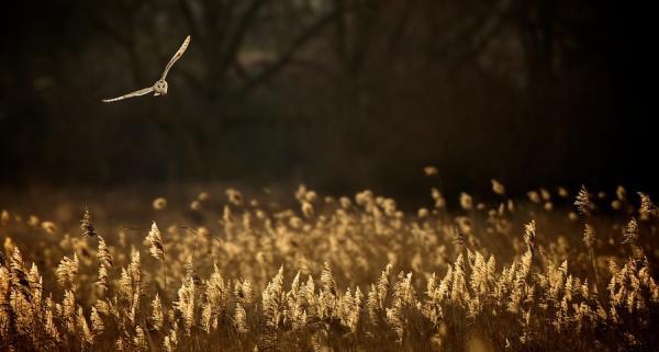 Animal Photography by Mark Bridger