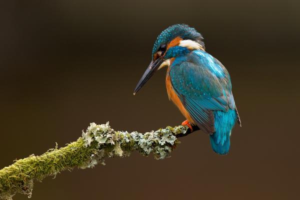 Animal Photography by Mark Bridger