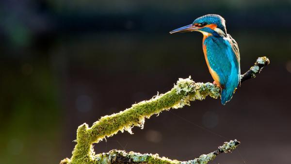 Animal Photography by Mark Bridger