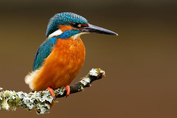Animal Photography by Mark Bridger