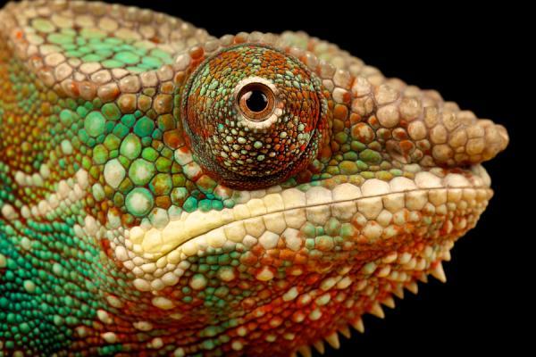 Animal Photography by Mark Bridger