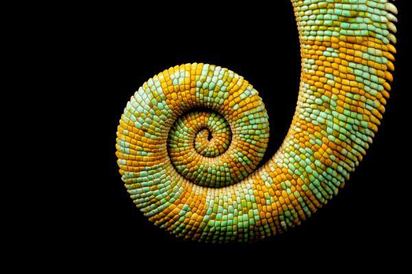 Animal Photography by Mark Bridger